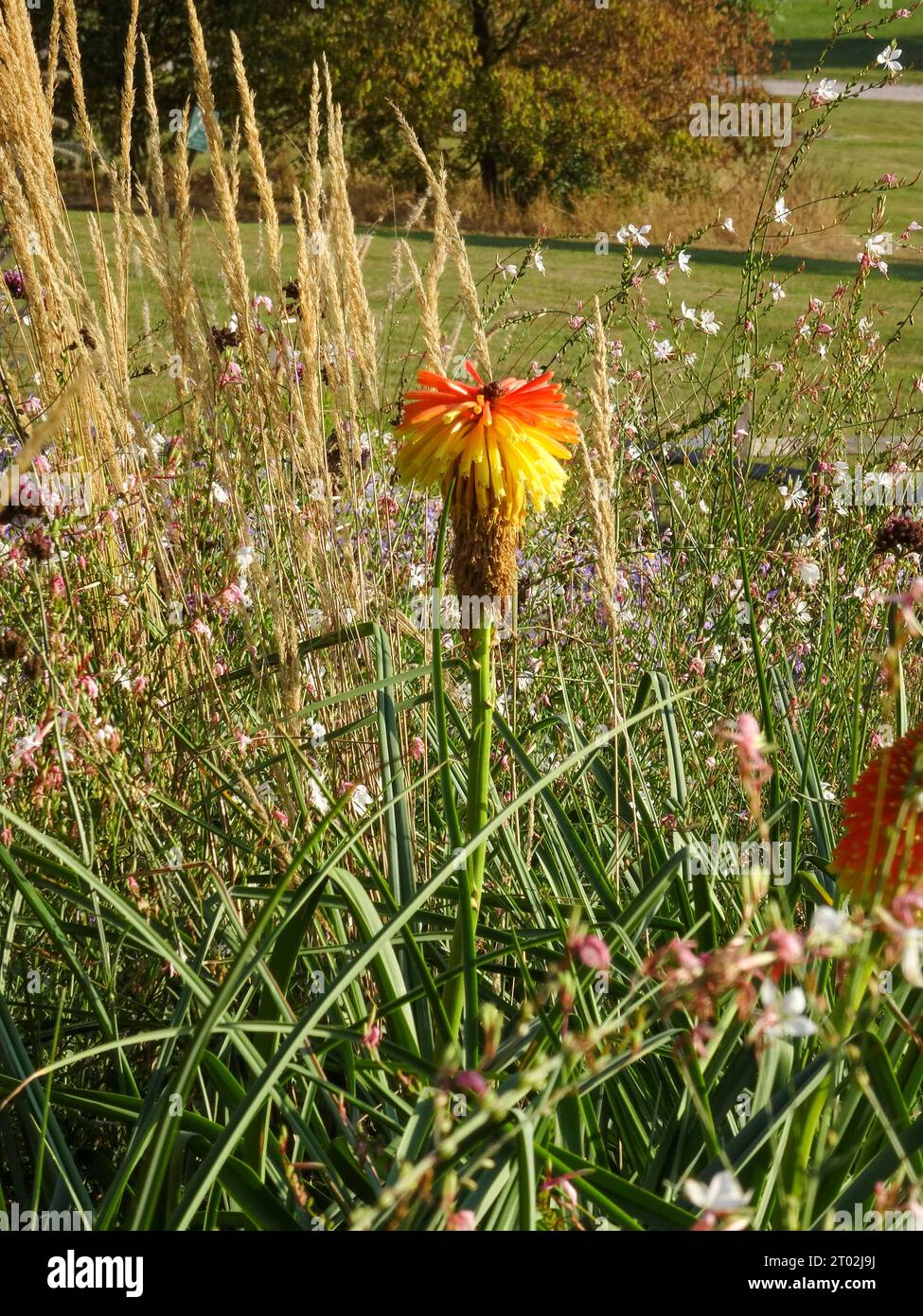Naturally upright flowering plant Kniphofia 'Mango Popsicle’, in a bed of grasses Stock Photo