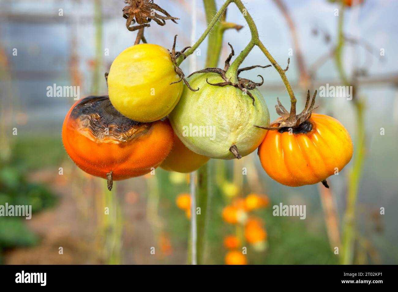 Close up photo of organic tomatoes infected by Phytophthora infestans, selective focus. Stock Photo