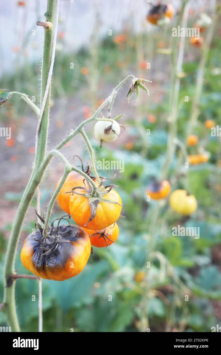 Close up photo of organic tomatoes infected by Phytophthora infestans, selective focus. Stock Photo