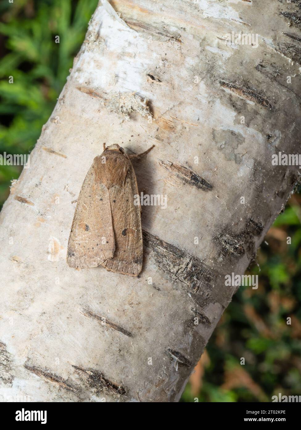 A lesser yellow underwing moth, Noctua comes, resting on a silver birch