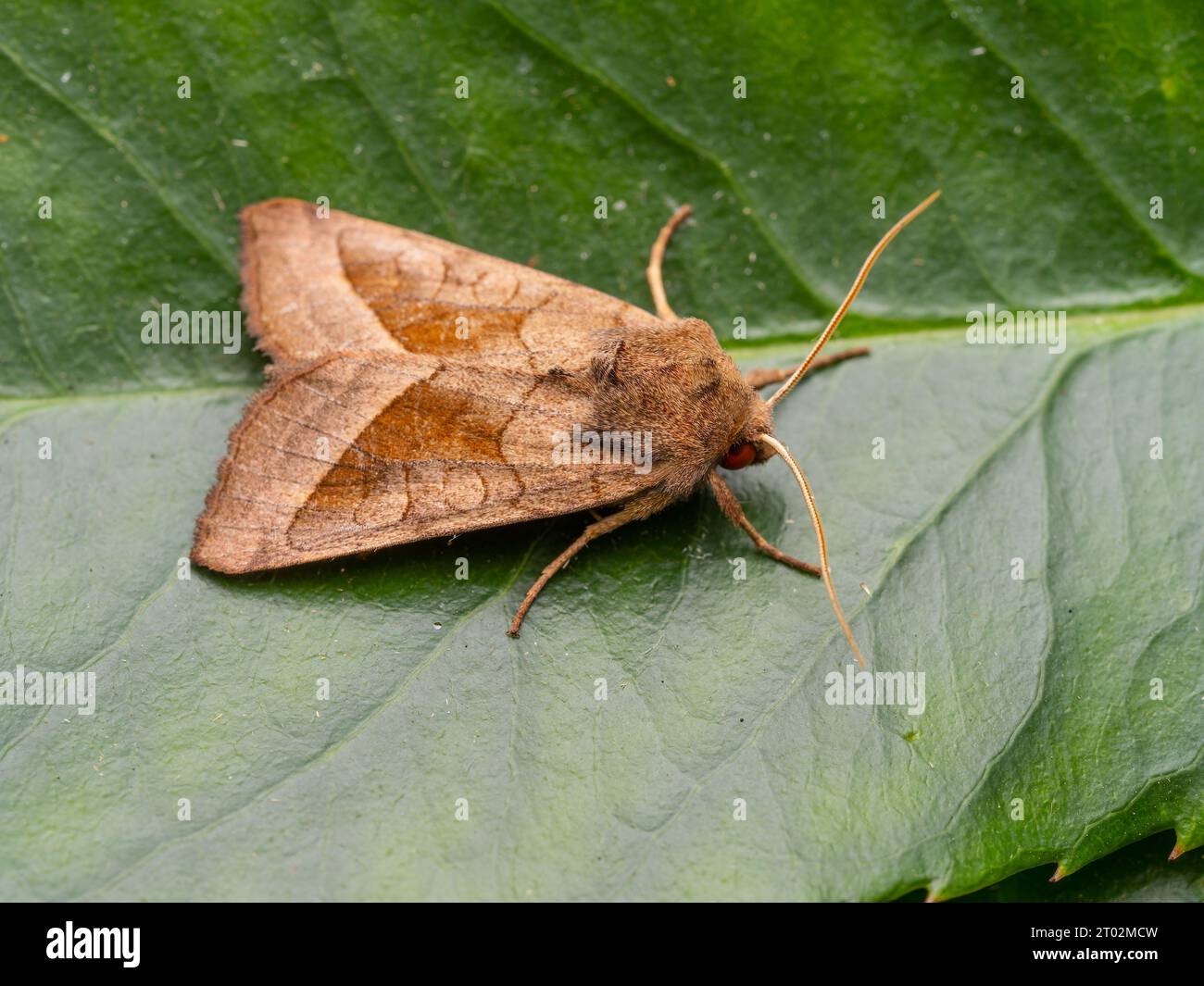 Hydraecia micacea, a rosy rustic moth, resting on a green leaf. Stock Photo