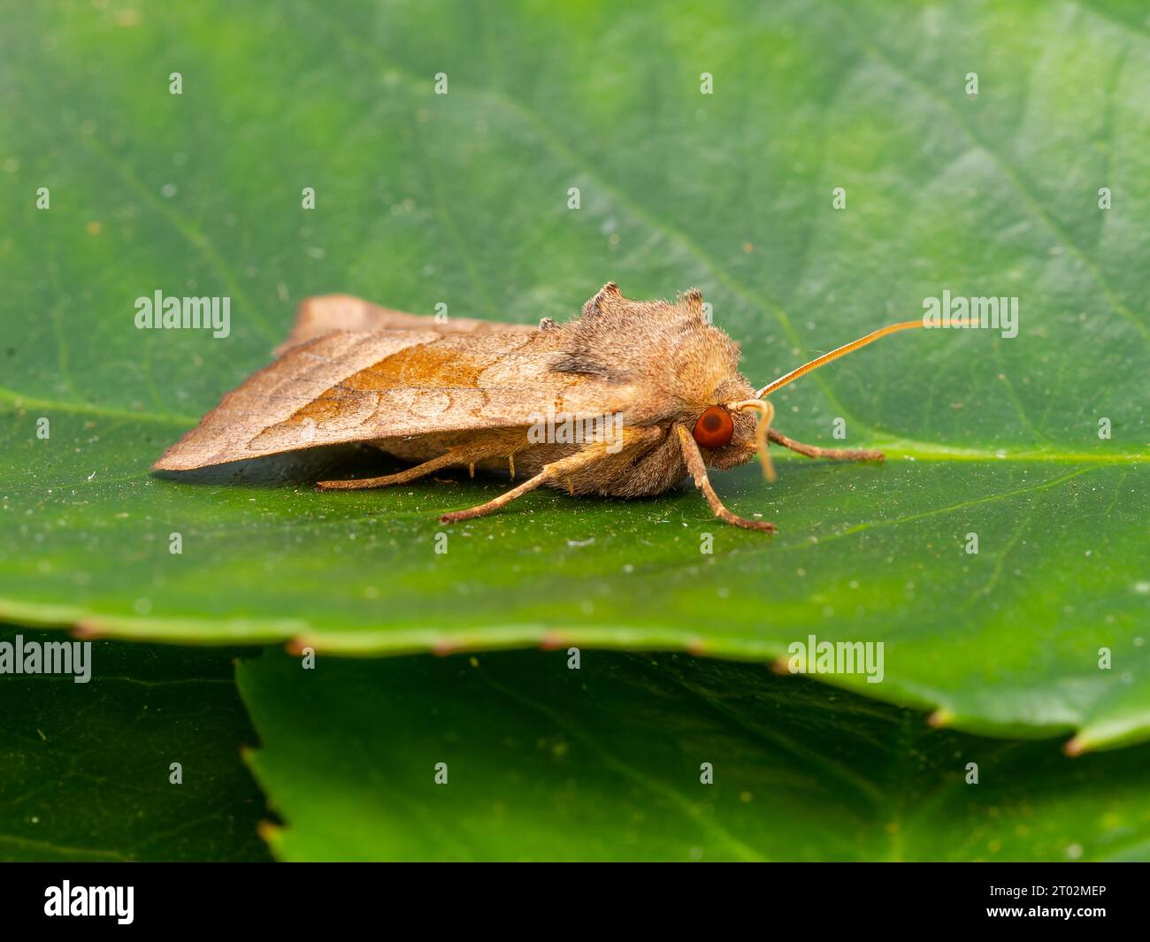 Hydraecia micacea, a rosy rustic moth, resting on a green leaf. Stock Photo