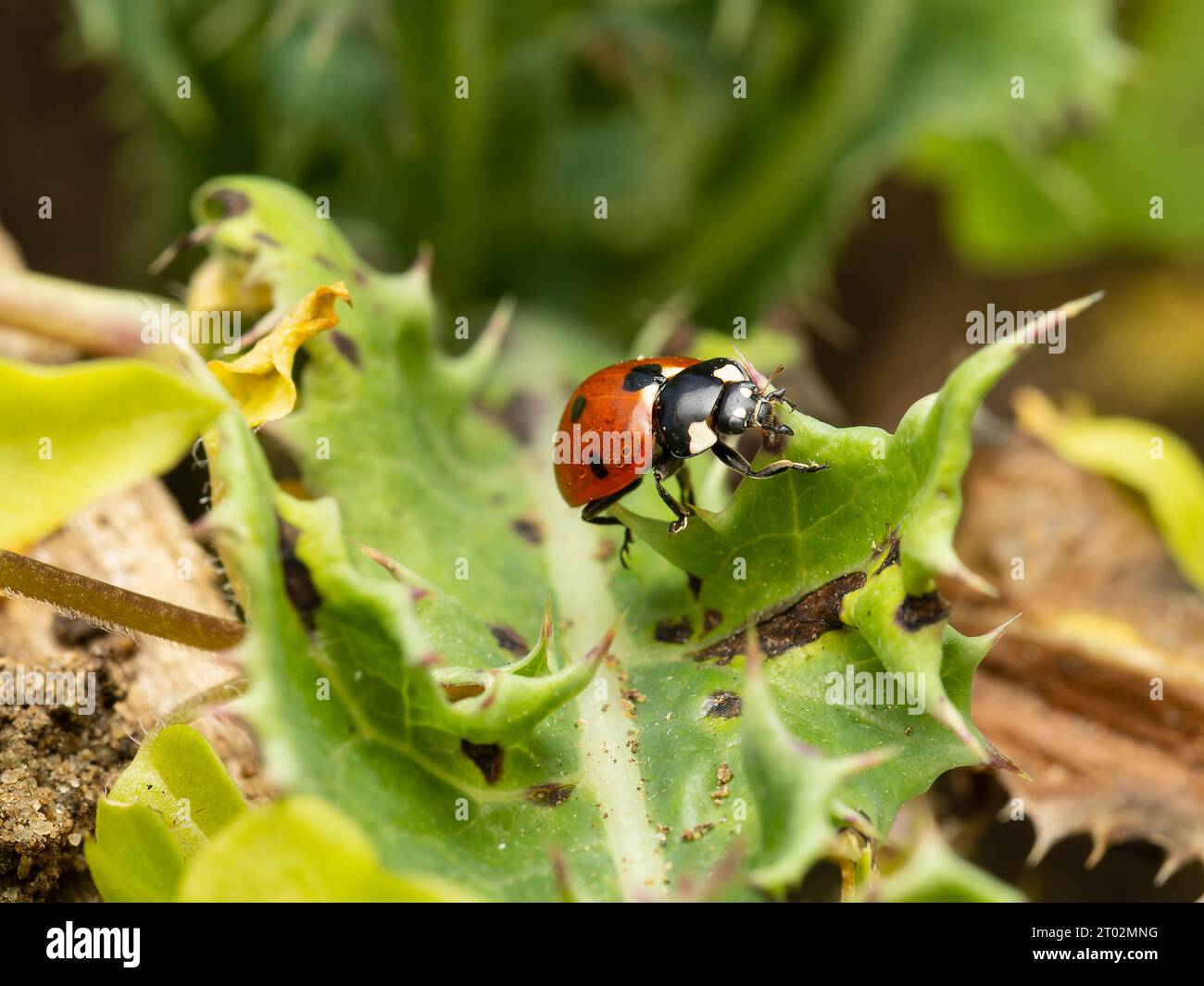 coccinella-septempunctata-a-seven-spot-ladybird-in-north-america