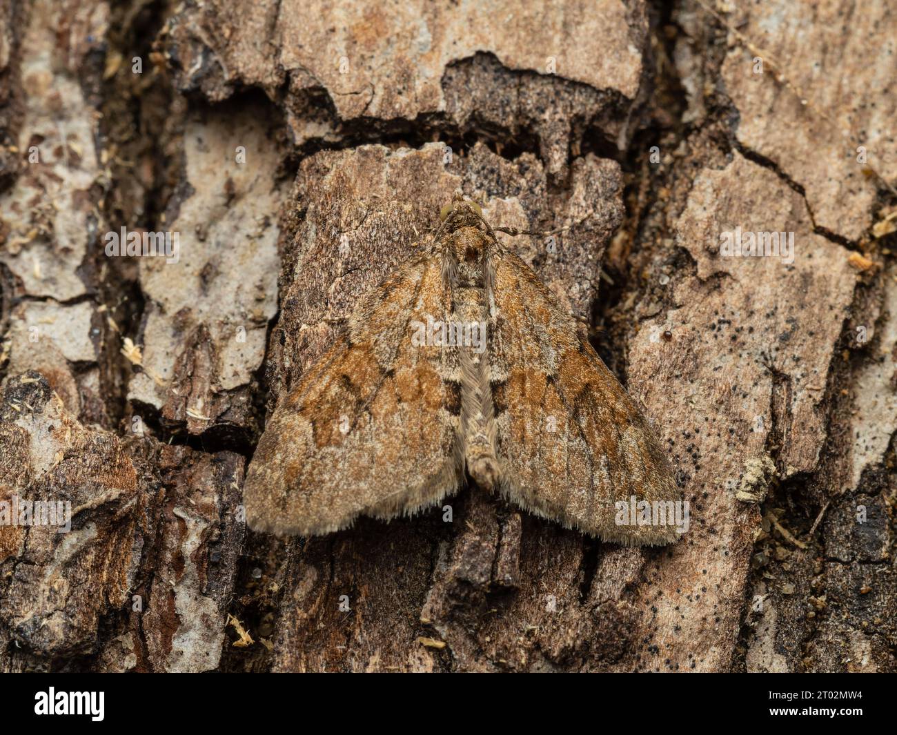Thera obeliscata, a grey pine carpet moth, resting on the bark of a tree. Stock Photo