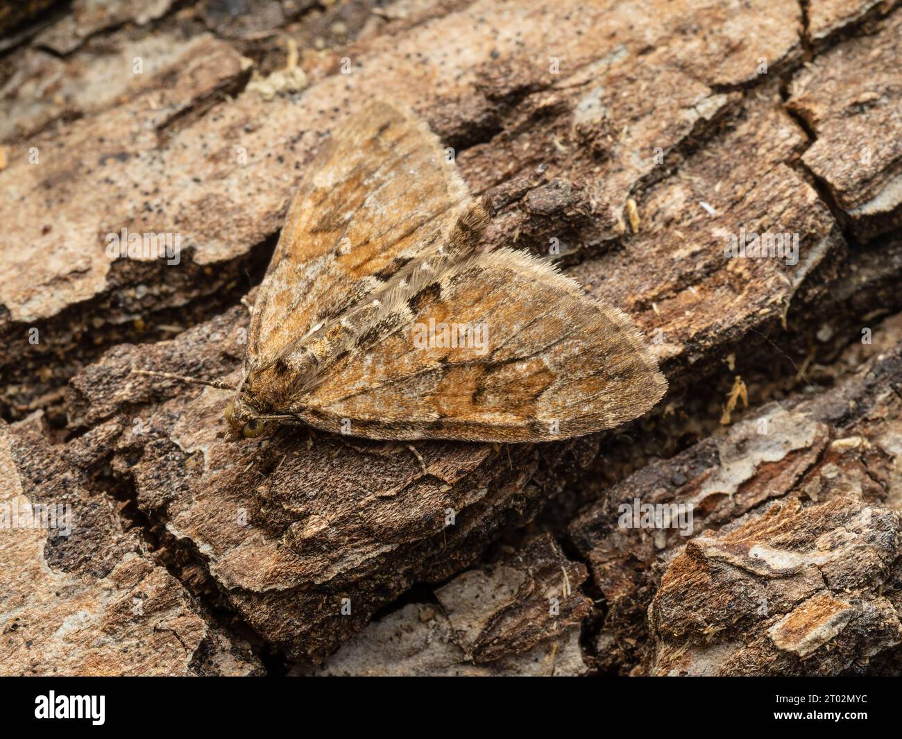 Thera obeliscata, a grey pine carpet moth, resting on the bark of a tree. Stock Photo