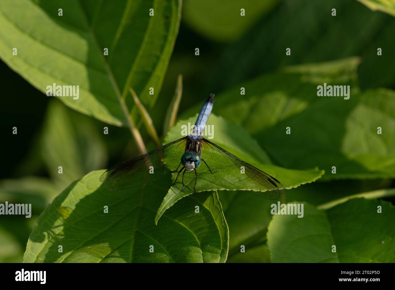 Une libellule se repose sur une feuille Stock Photo