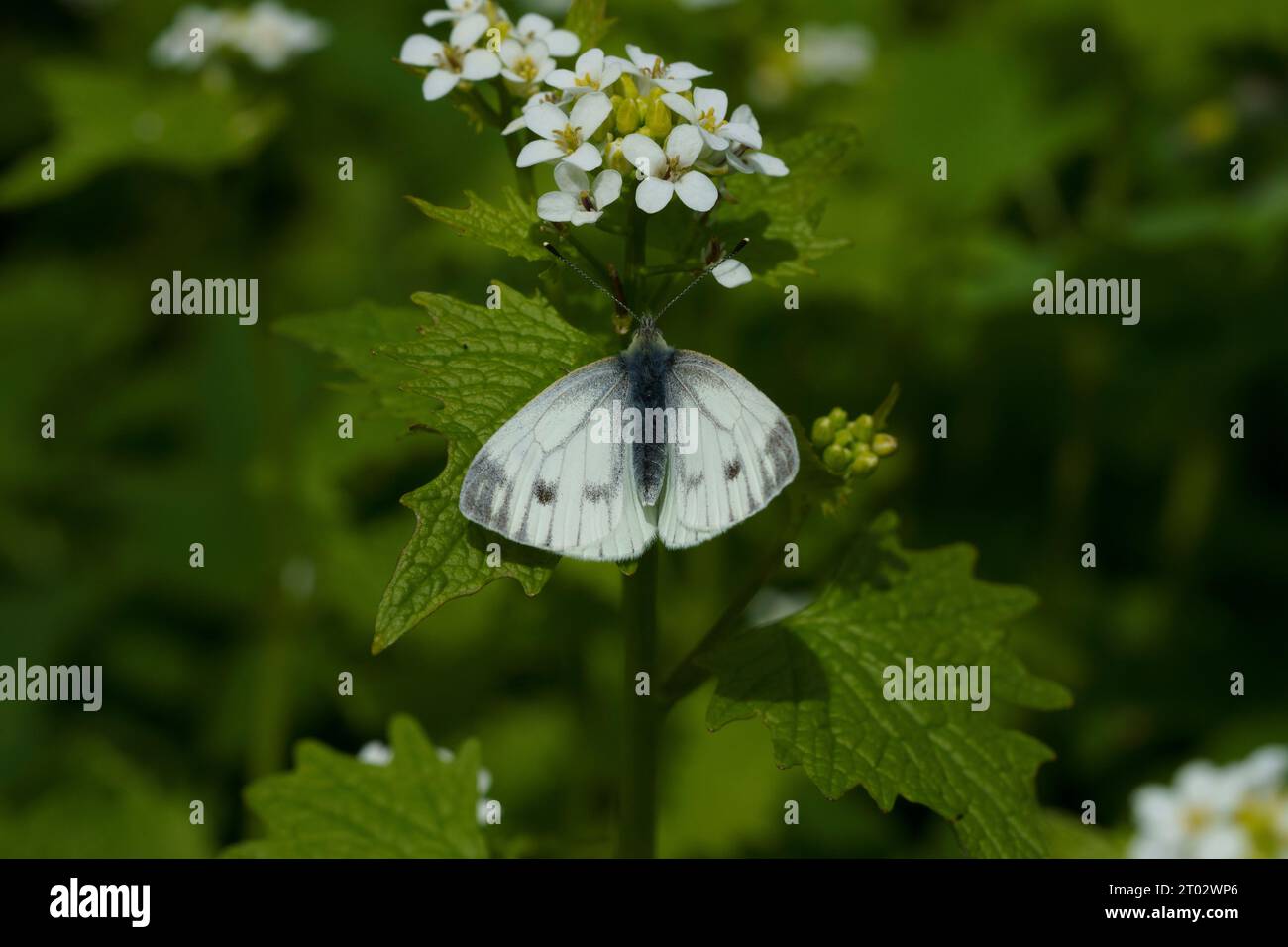Pieris napi Artogeia napi Family Pieridae Genus Pieris Green-veined white butterfly wild nature insect photography, picture, wallpaper Stock Photo