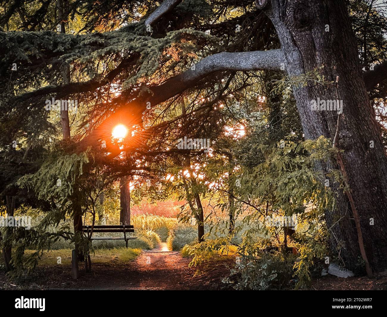 View of a sunset through the branches of a Cedar Pine Tree in Wimbledon