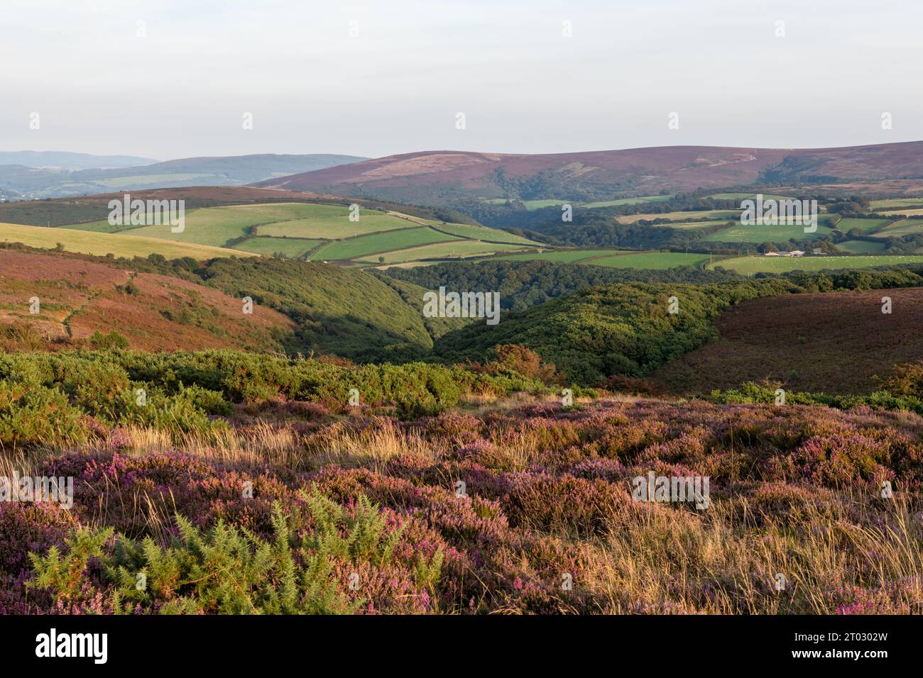 View of Porlock Common at the top of Porlock Hill in Exmoor Natioanl Park Stock Photo