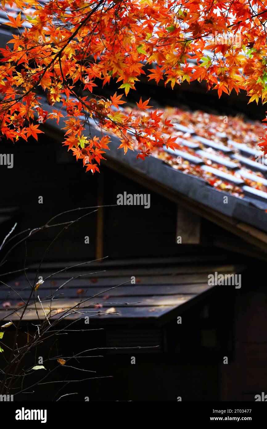 Red Japanese maples brighten up the garden of an old Japanese house Stock Photo