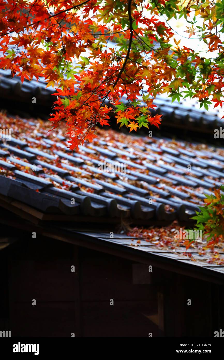 Red Japanese maples brighten up the garden of an old Japanese house Stock Photo