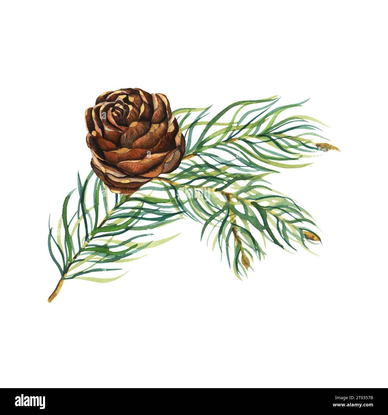 Watercolour fir tree branch with pine cone isolated on a white ...