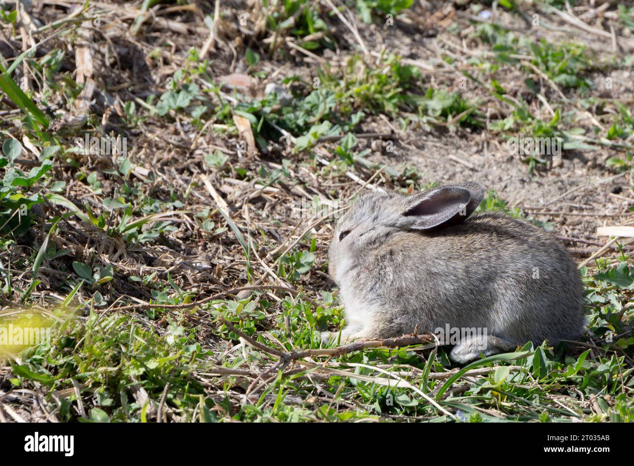 A small gray rabbit positioned on the right side of the image, facing ...