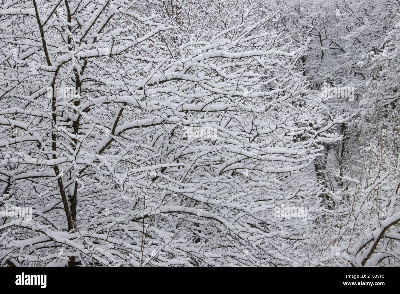 Tree branches covered in snow in the park Stock Photo