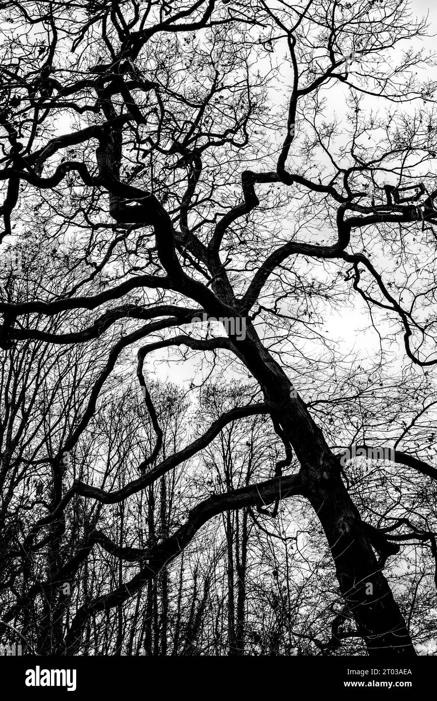 Branches of a treetop seen from below structure, texture Stock Photo