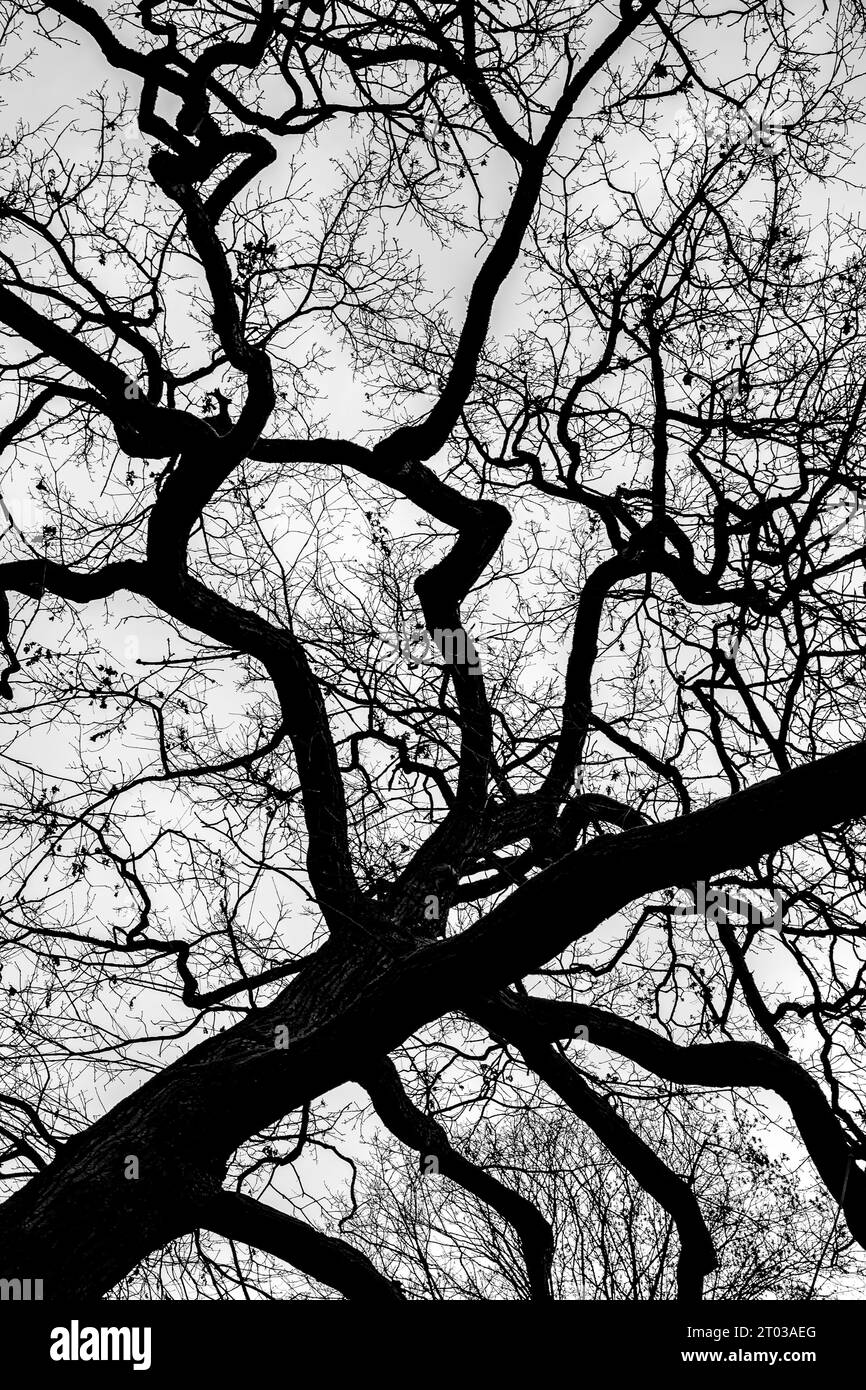 Branches of a treetop seen from below structure, texture Stock Photo