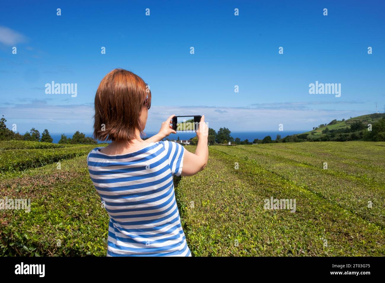Woman taking a picture with a smartphone to the beautiful landscape of the  Tea plantation of Gorreana in the island of Sao Miguel, Azores, Portugal Stock Photo