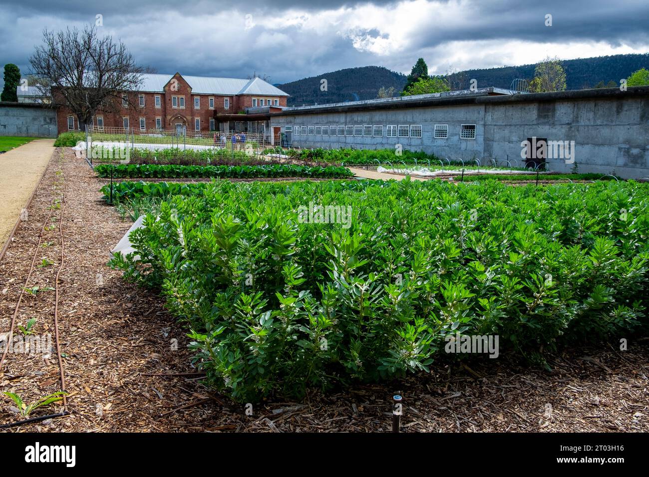 The well-ordered walled kitchen garden at Agrarian Kitchen, in the grounds of the former historic old mental asylum at New Norfolk in the Derwent Valley, Tasmania Stock Photo
