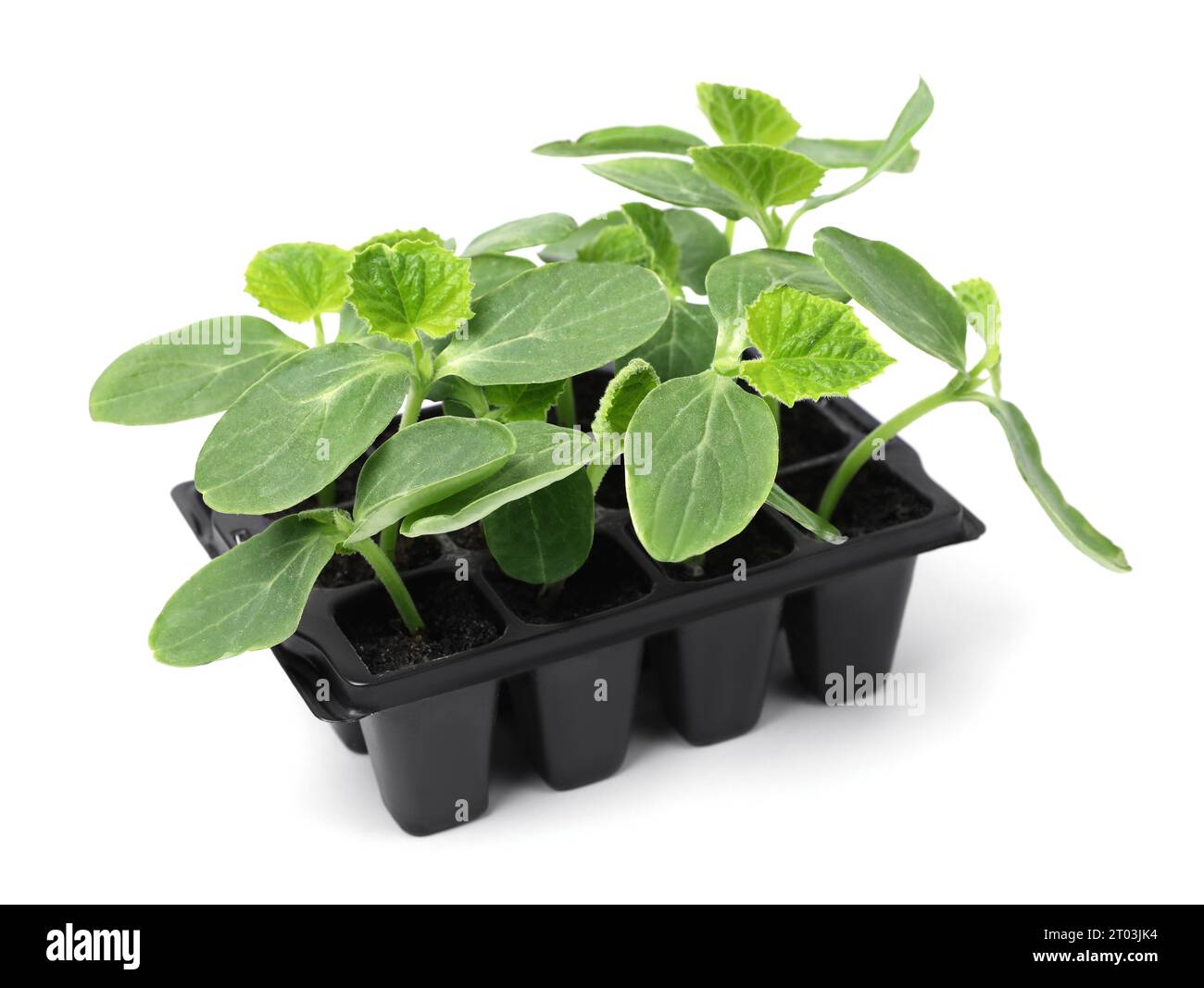 Seedlings growing in plastic container with soil isolated on white ...