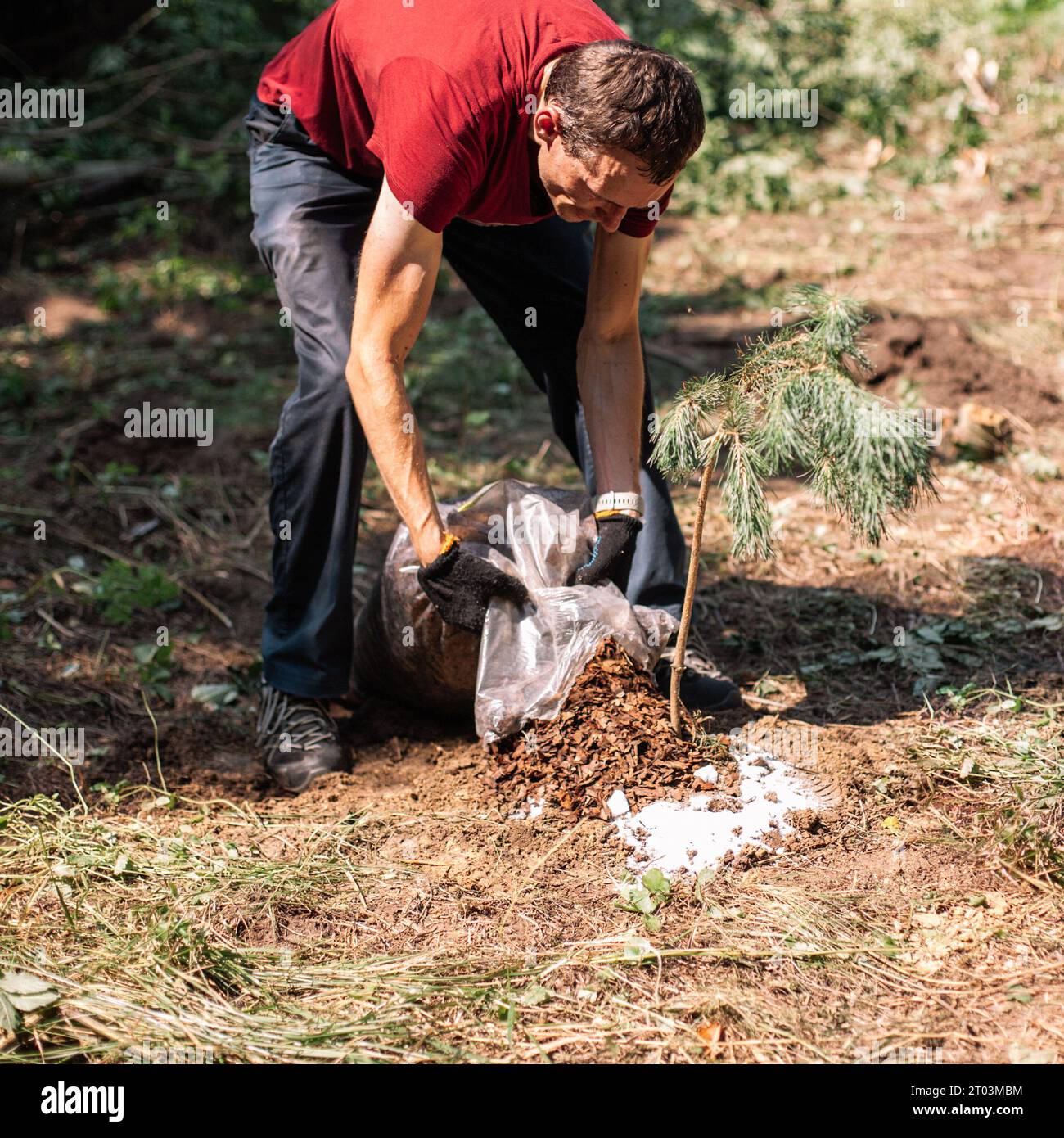 Gardener spreading bark mulch around newly planted pine tree Stock