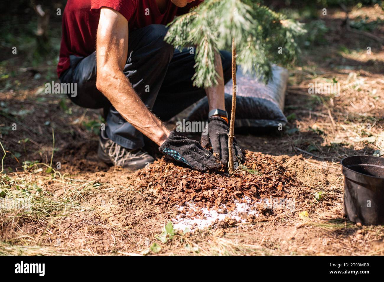 Gardener spreading bark mulch around newly planted pine tree Stock Photo Alamy