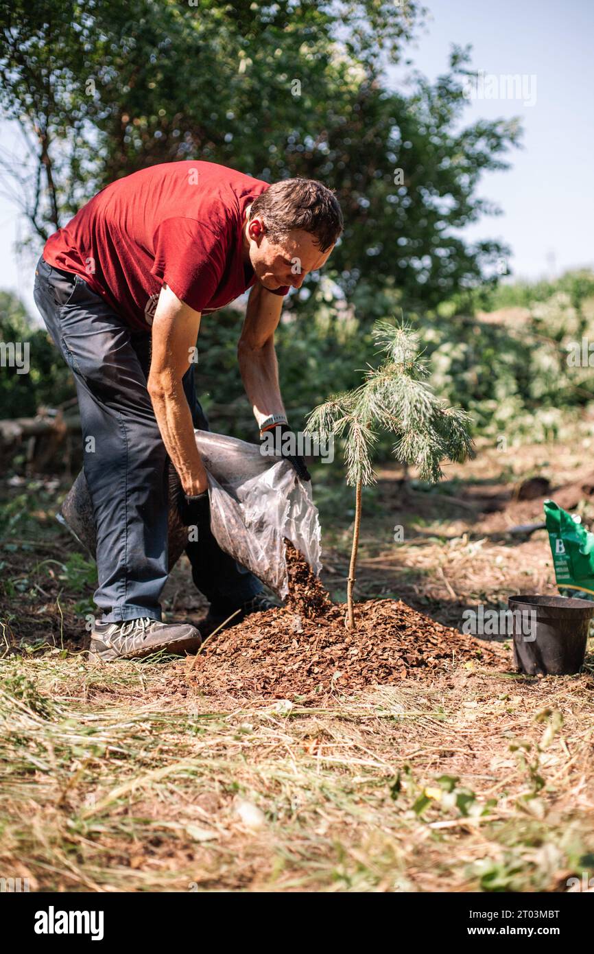 Gardener spreading bark mulch around newly planted pine tree Stock