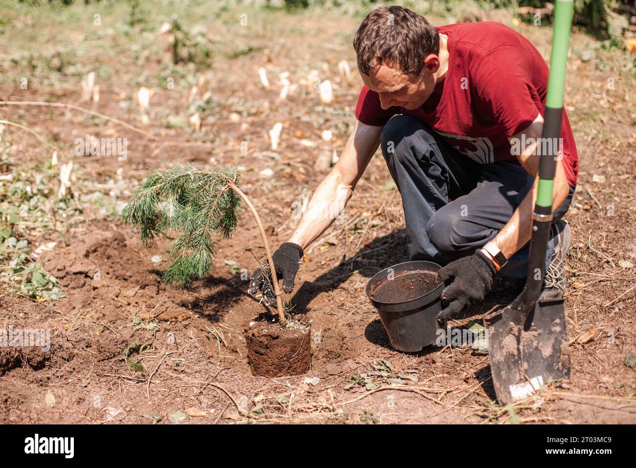 Gardener planting pine tree Stock Photo - Alamy