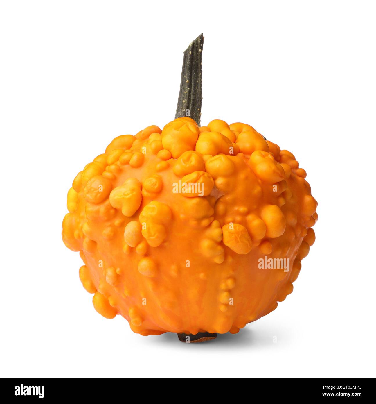 One whole ripe pumpkin isolated on white Stock Photo - Alamy