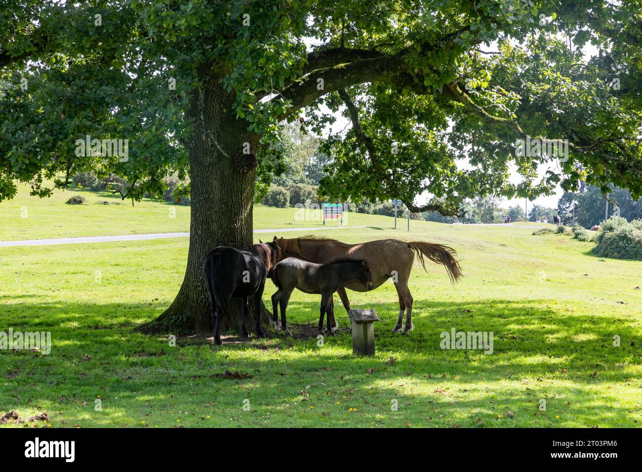 New Forest Hampshire, September 2023, New Forest ponies at Boltons ...