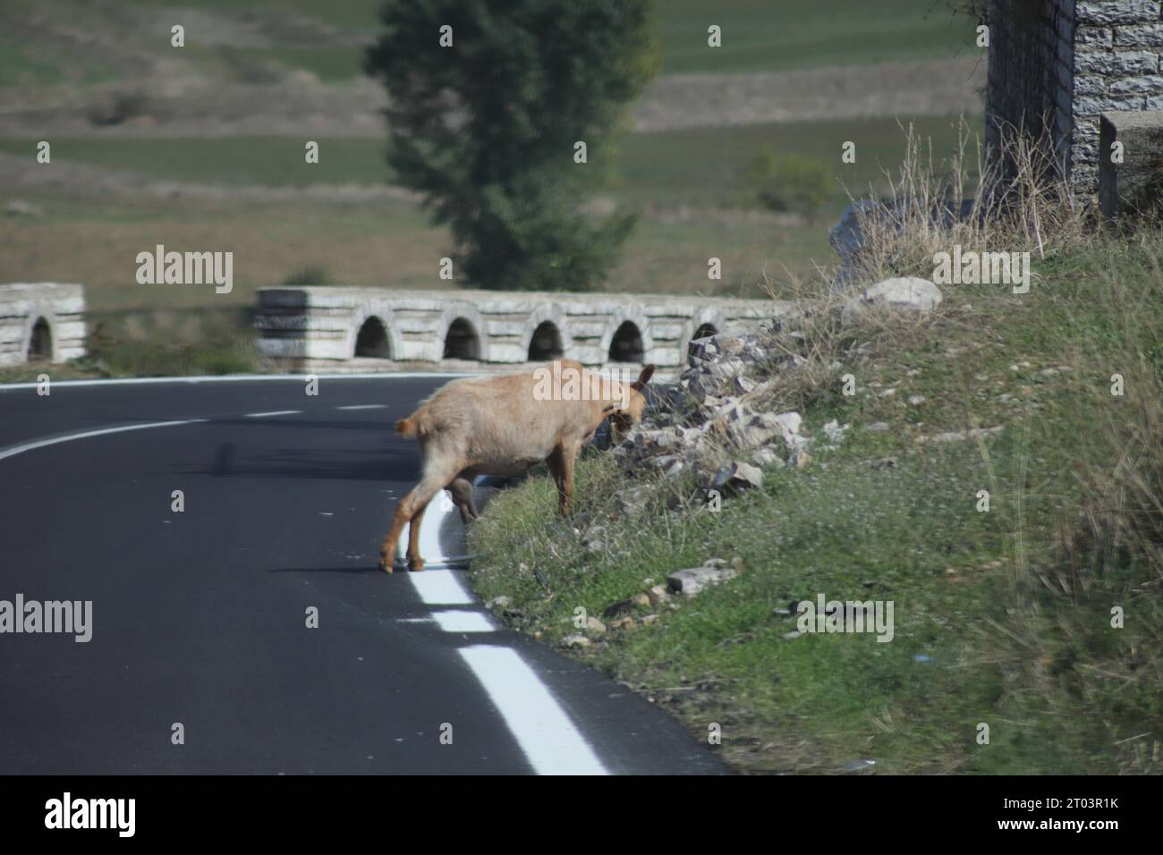 A light coloured beige cream adult Goat, standing on the White Line at the Edge of a main Road in Albania, grazing on vegetation on a rocky Hillside Stock Photo