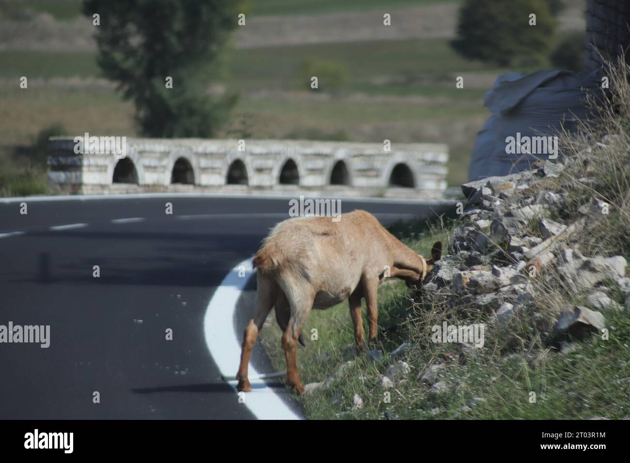 A light coloured beige cream adult Goat, standing on the White Line at the Edge of a main Road in Albania, grazing on vegetation on a rocky Hillside Stock Photo