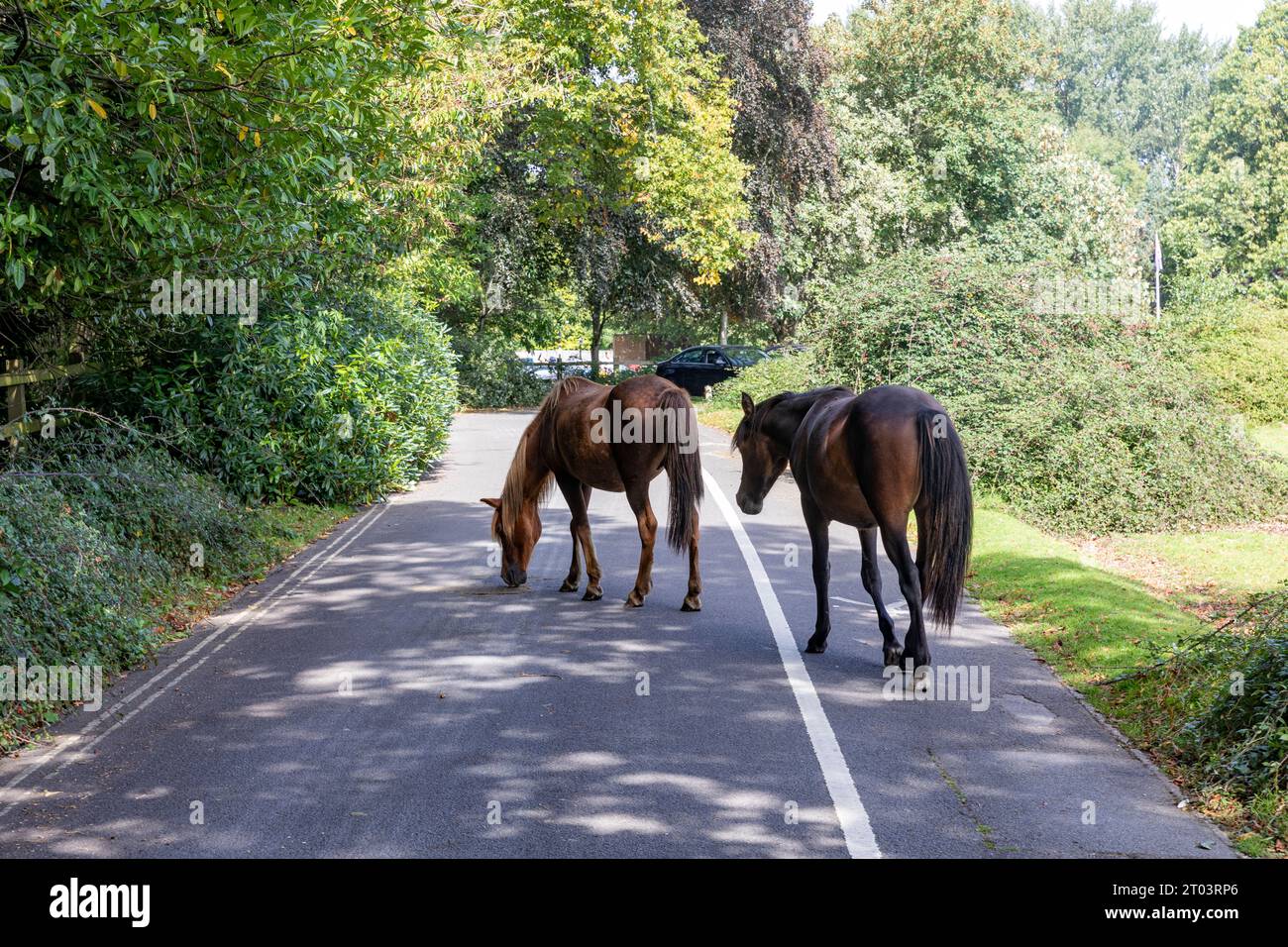 New Forest ponies at Boltons Bench near Lyndhurst, in the national park,England,UK,september 2023 Stock Photo