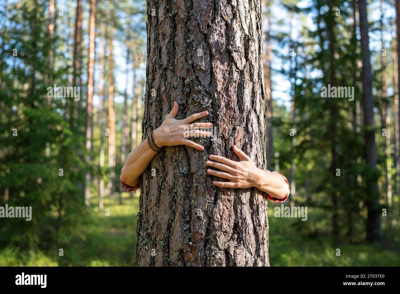 Man hands hugging large tree in park. People feel energy of nature ...