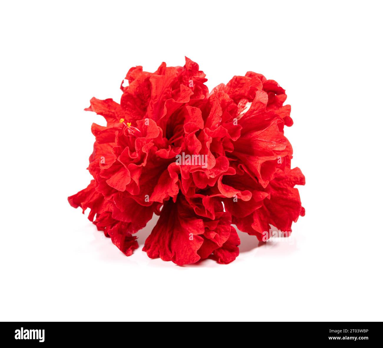 red peony flower isolated on white background. Stock Photo