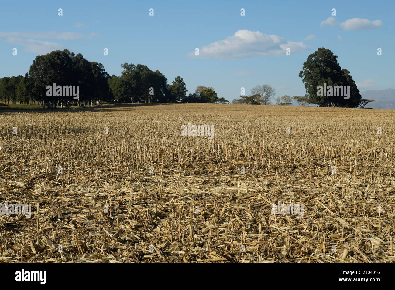 Trees in farm landscape, corn crop stubble, maize farming in Drakensberg region, KwaZulu-Natal, South Africa, post harvest field, food production Stock Photo