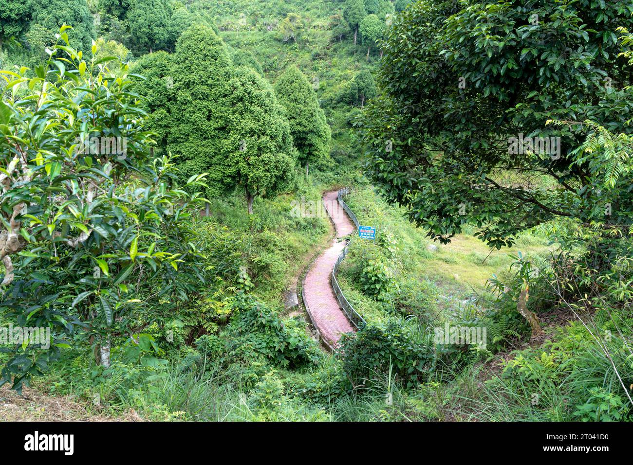 Trail in the tropical forest Stock Photo - Alamy