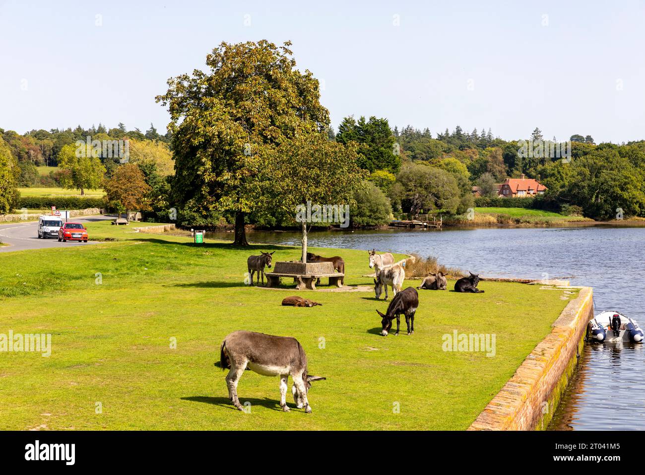 New Forest ponies in Beaulieu village eating grass beside the Beaulieu River, Hampshire, England,UK,September 2023 Stock Photo