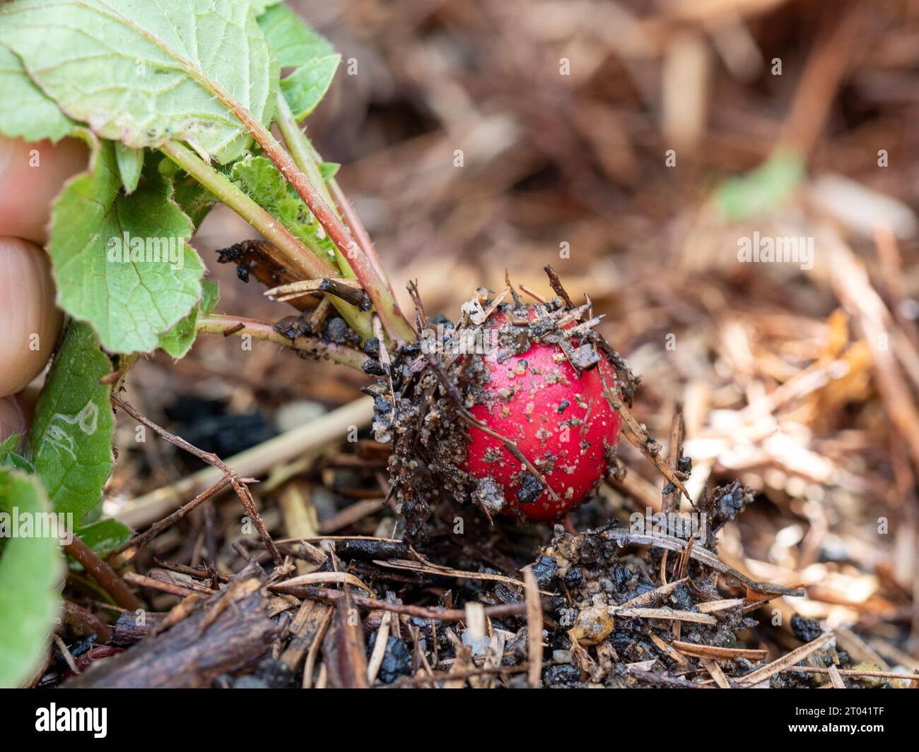 A red Radish and plant with green leaves  being pulled up from the dirt in an Australian vegetable garden, harvesting Stock Photo