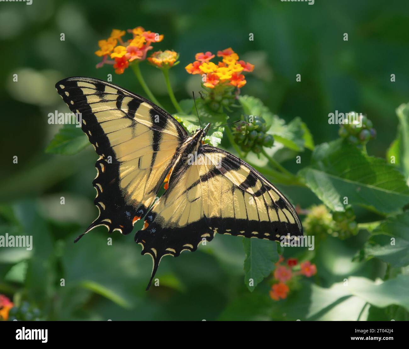 Eastern Tiger Swallowtail butterfly (Papilio glaucus) feeding on