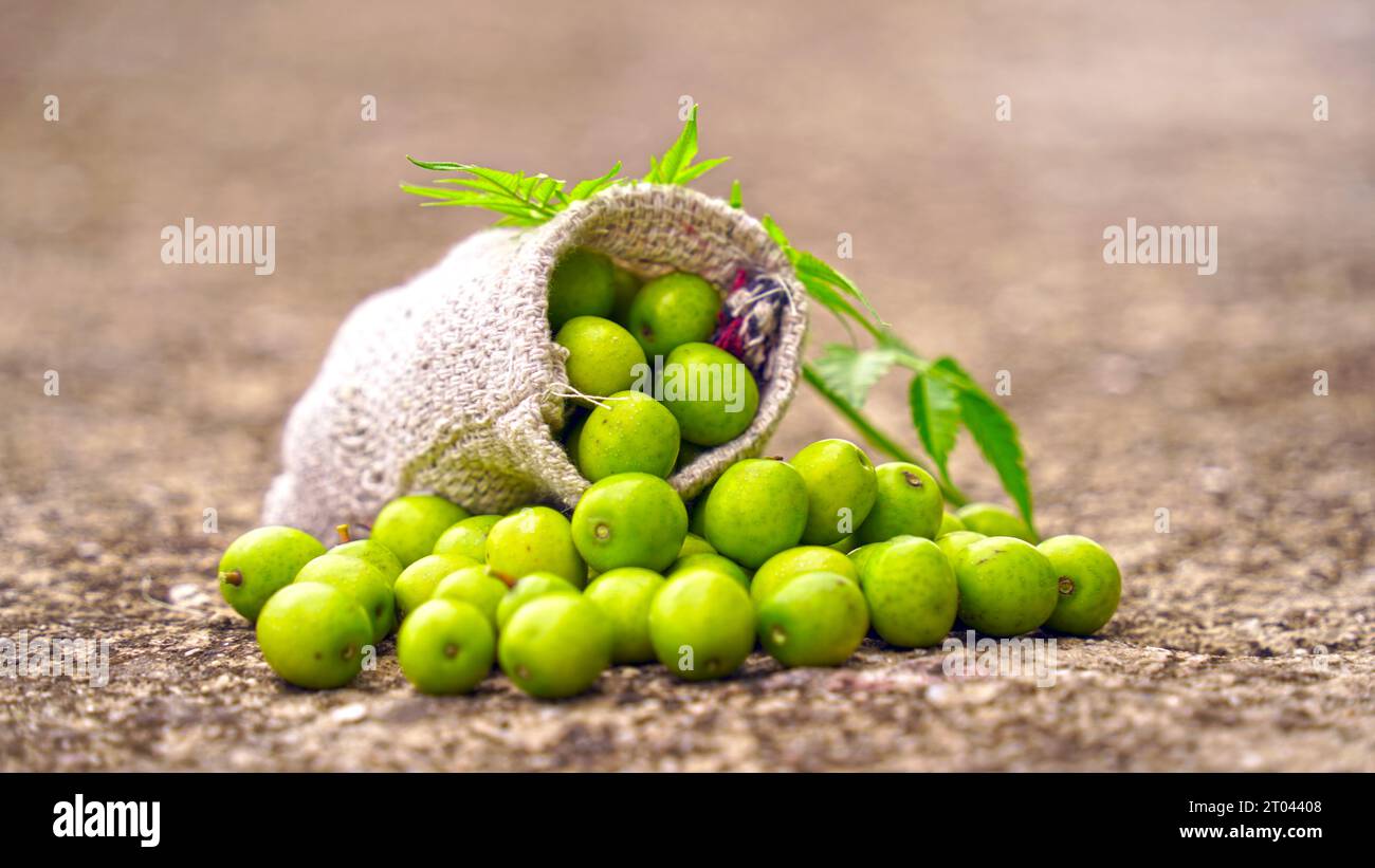 Neem leaves, Ayurvedic neem. Azadirachta indica A branch of neem tree