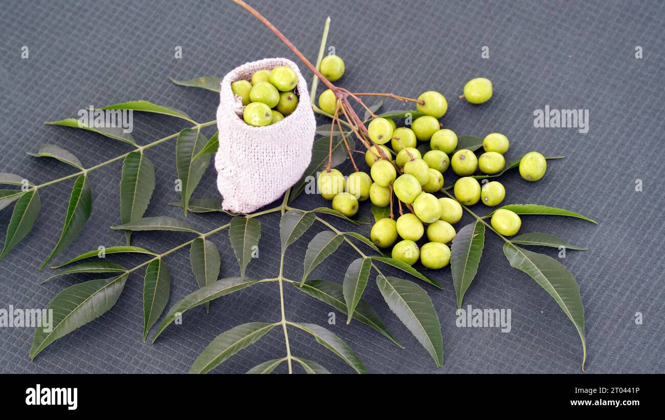 Neem fruit with neem sticks and neem leaf. Neem is an excellent