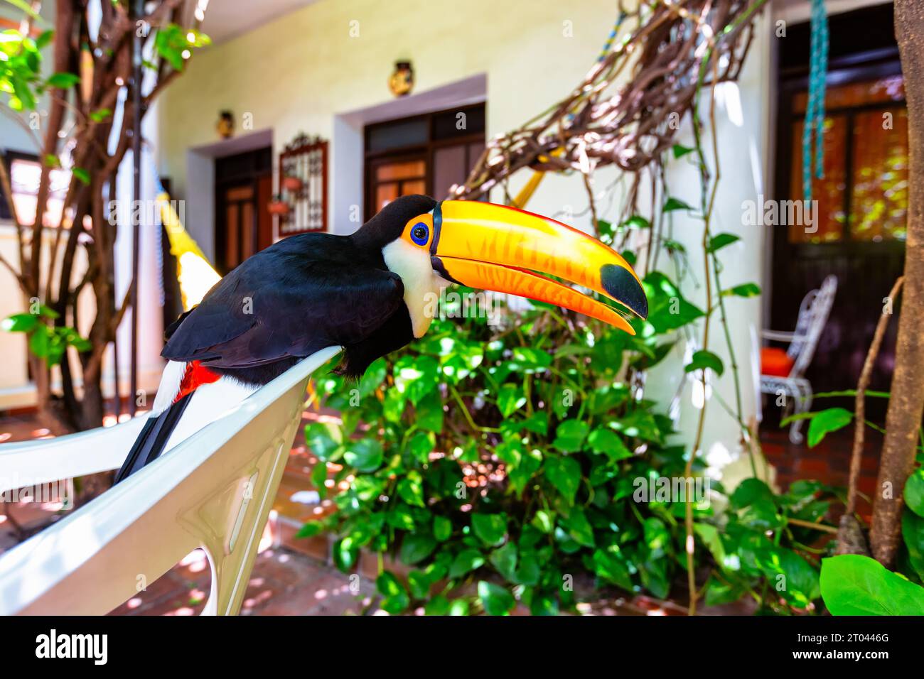 Toco toucan bird at a hotel in Santa Cruz de la Sierra, Bolivia Stock Photo