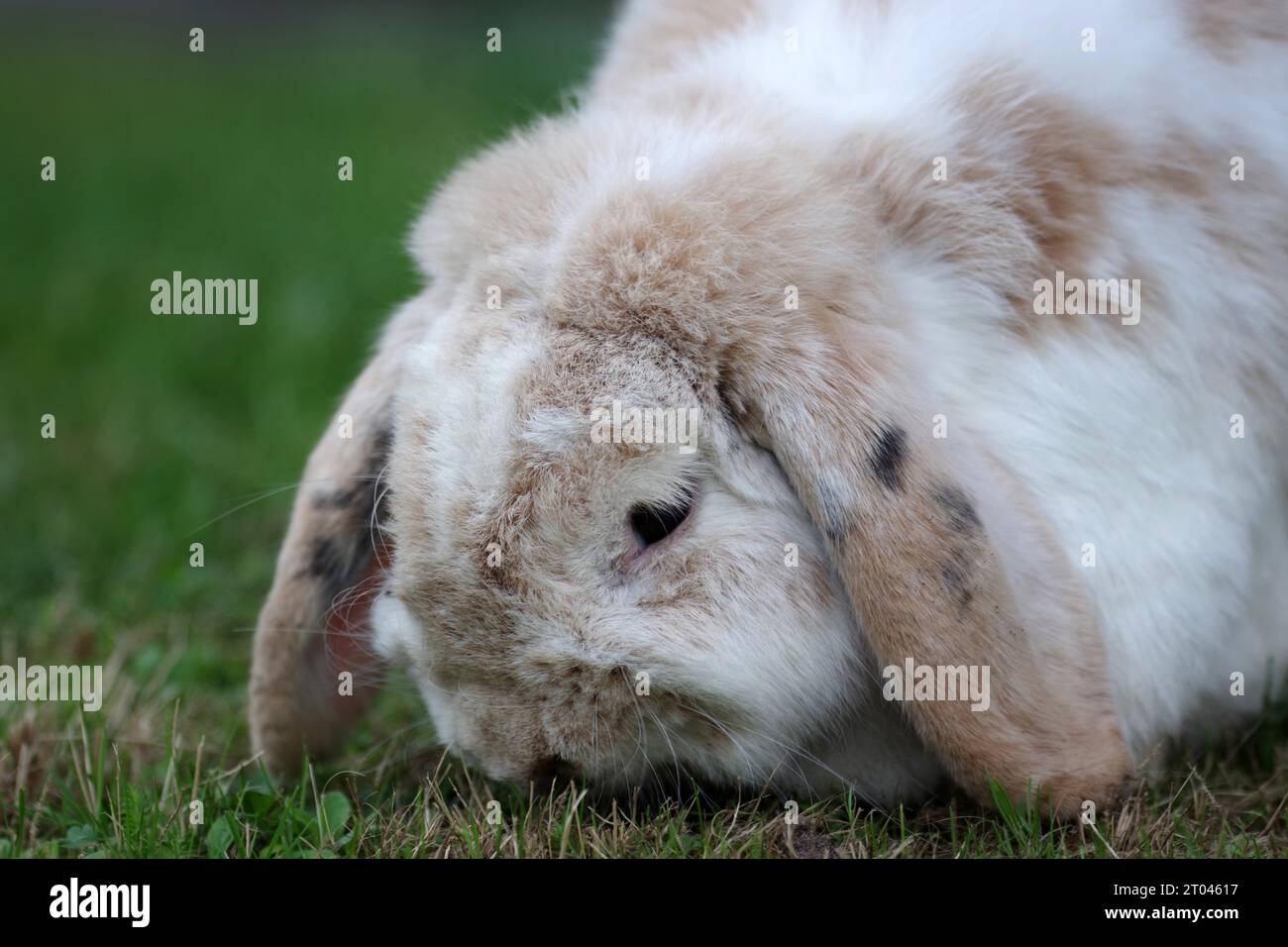 Floppy bunny hi res stock photography and images Page 2 Alamy