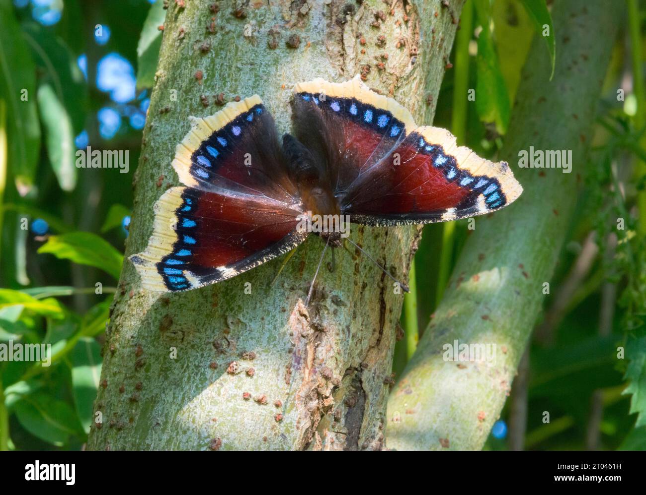 Mourning Cloak (Nymphalis antiopa) sitting with open wings on the trunk of a willow (Salix), Griese area, Mecklenburg-Western Pomerania, Germany Stock Photo