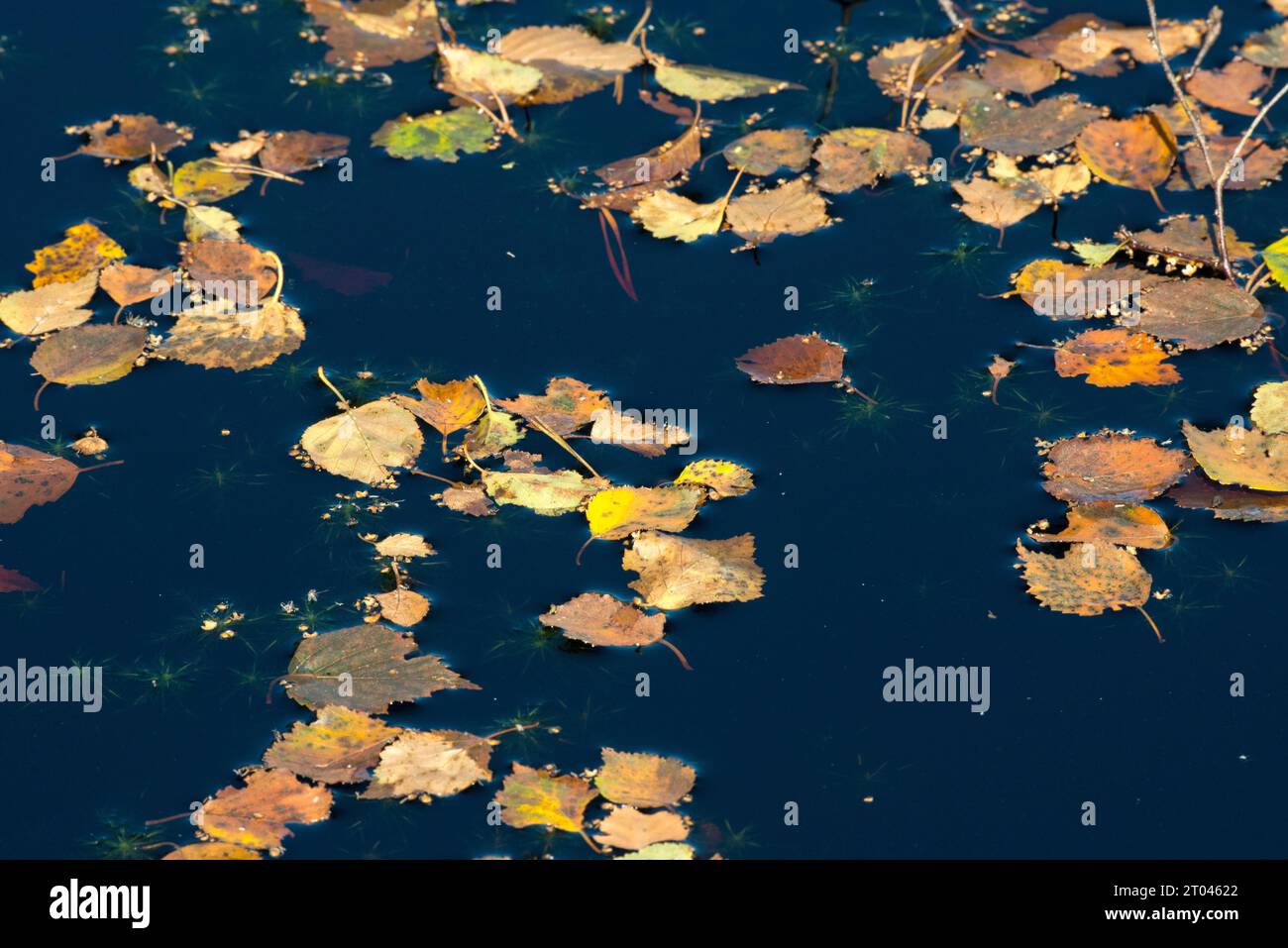 Dark moorland water, water surface with autumn leaves of the downy birch (Betula pubescens), hairy birch, broom birch, glass birch or downy birch Stock Photo