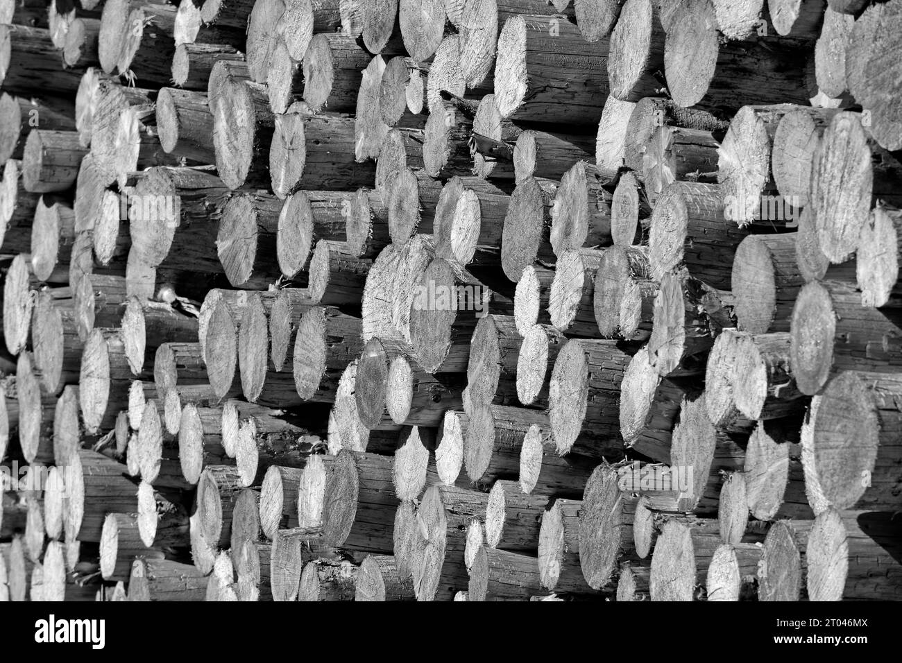 Wood pile, spruce trunks, black and white, North Rhine-Westphalia, Germany Stock Photo