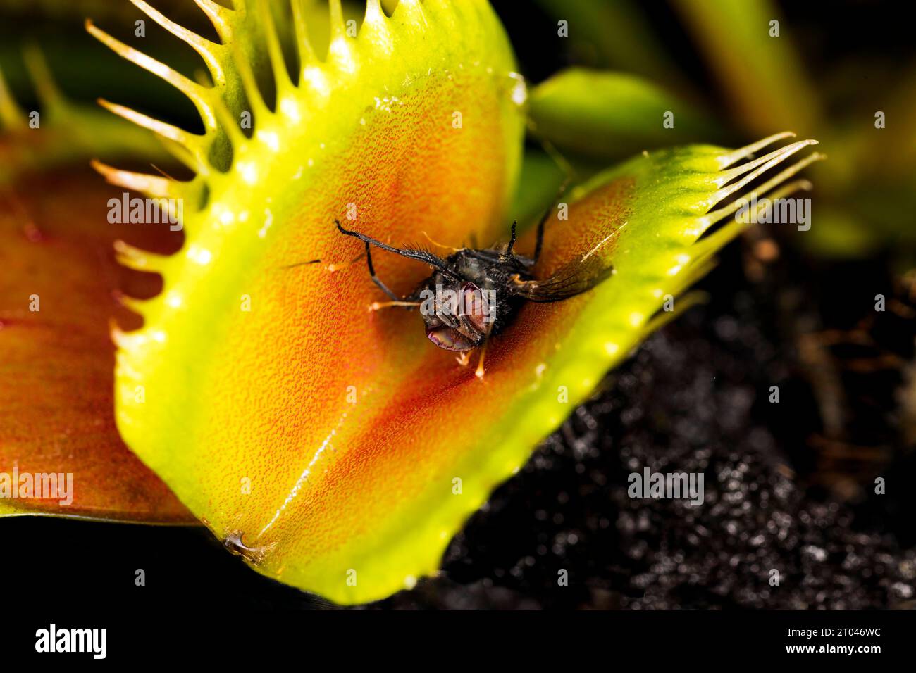 A housefly sticks in a carnivorous plant, Venus flytrap (Dionaea muscipula) shortly in front of the trap closes Stock Photo