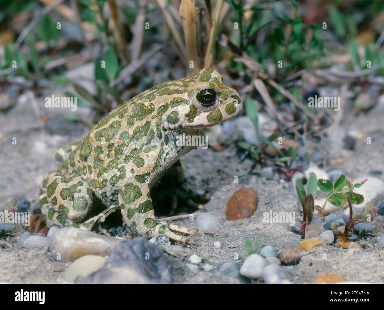 Green Toad walking on dry pond shore. Rare, endangered, protected Buifo ...