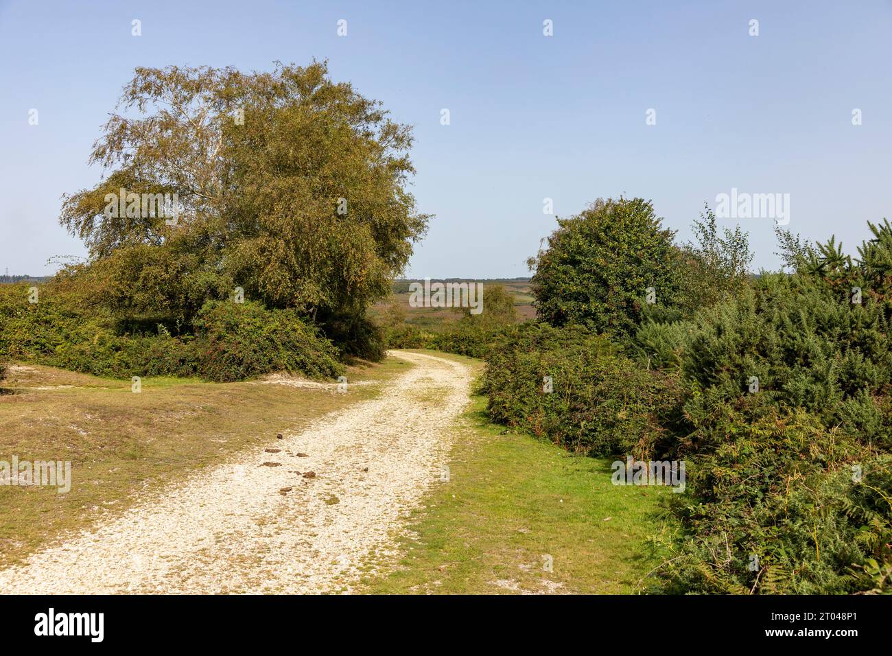 England new forest hi-res stock photography and images - Alamy