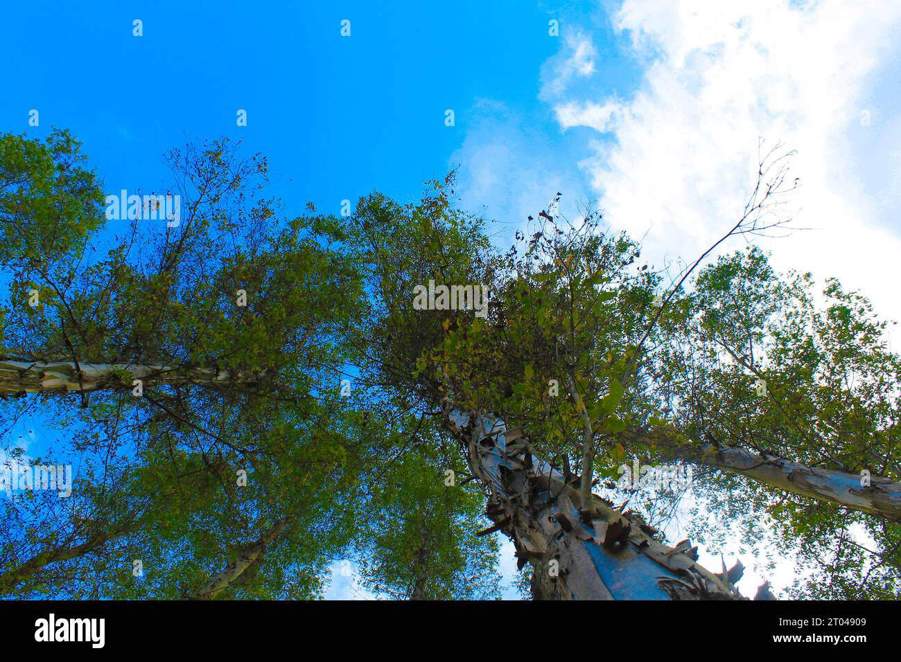 Pine tree with blue sky background Stock Photo - Alamy